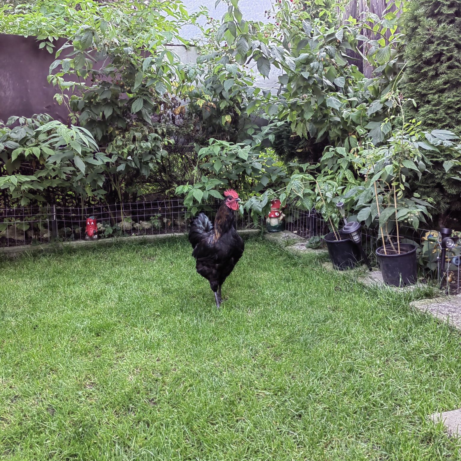 Cocos Australorp negru  tanar