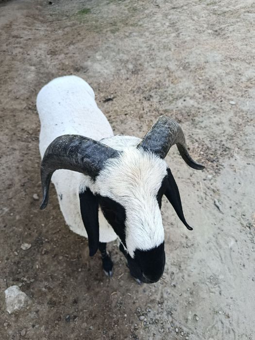 Zotdor JANGARI qo'chqor sotiladi