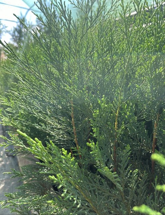 Cupressus leylandii 40 cm