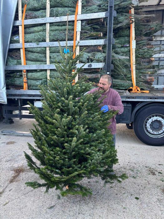 Vand Brazi Craciun Nordman Calitate Premium si I