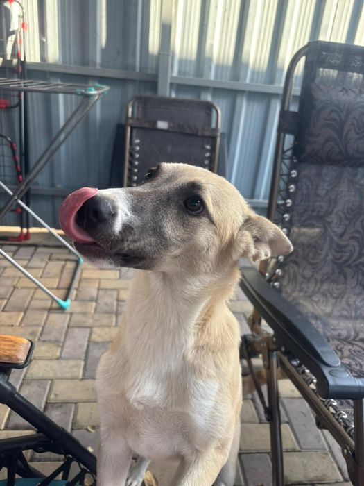 Двортерьер ищет дом