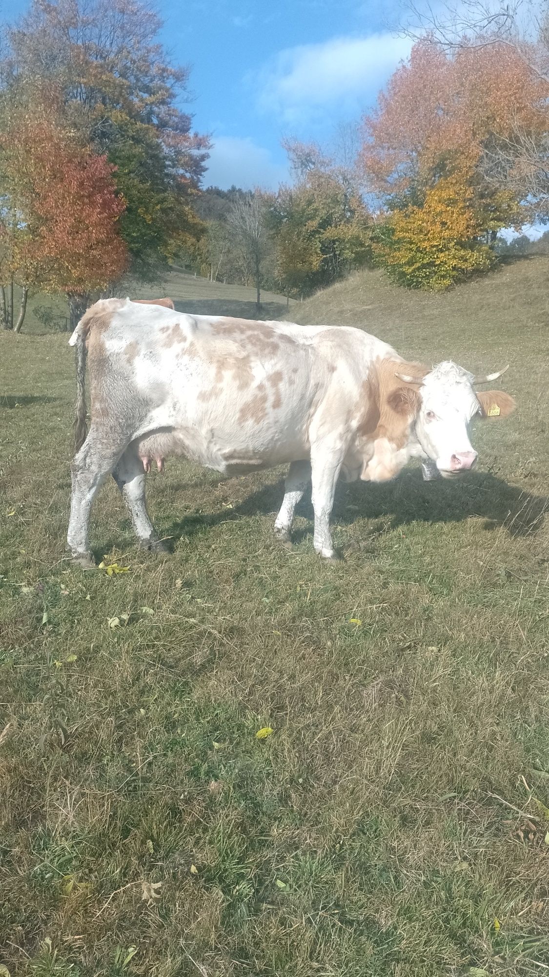 De vînzare, patru vaci  cu lapte,B.R.,una are vițel de  doua luni ,tot