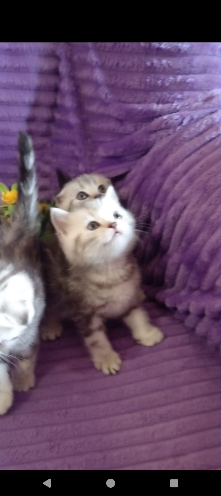 Продам прямоухую шотландскую кошечку.