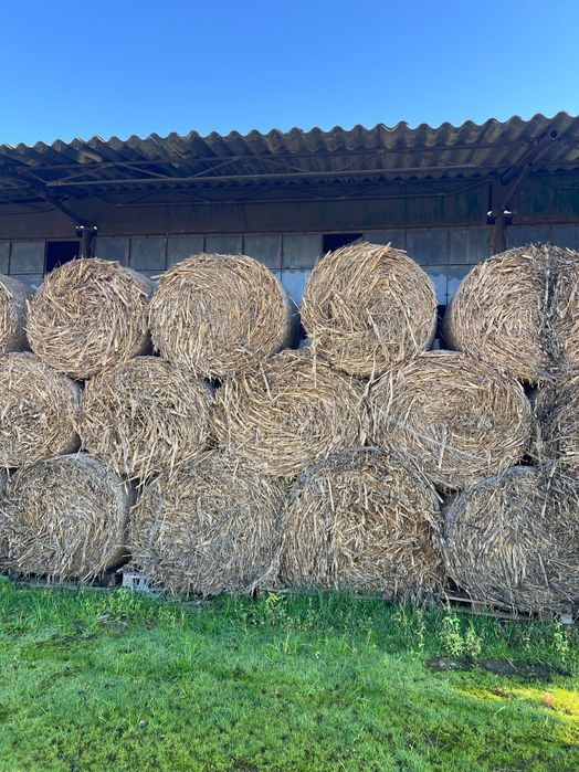 Vând baloți de tulei