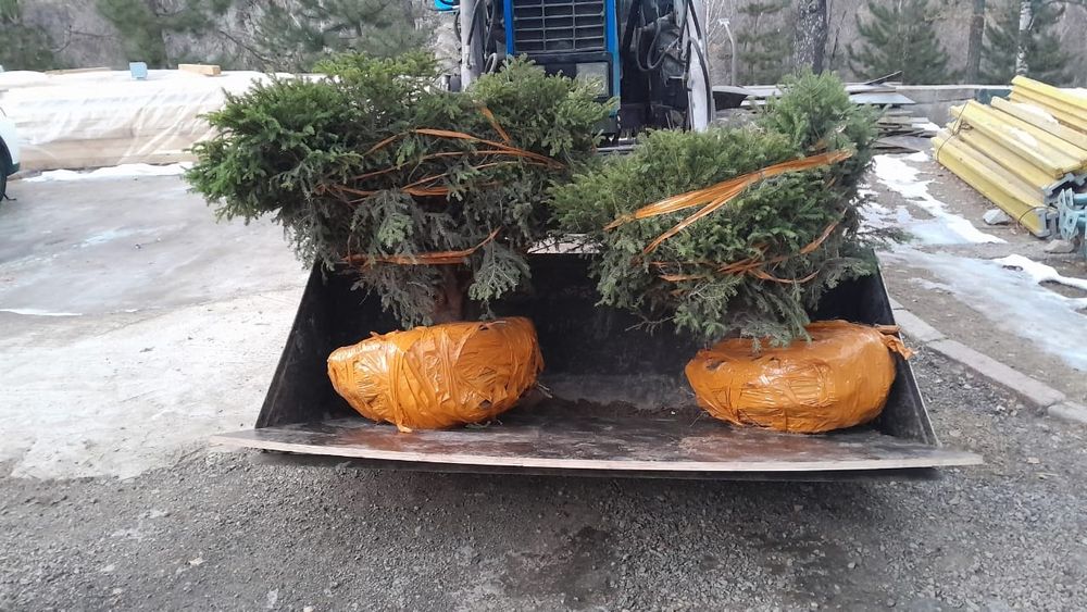 Продам ёлка туя зелёная