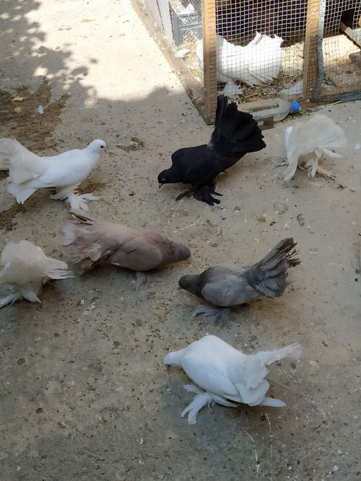 Голуби- павлины чистой породы