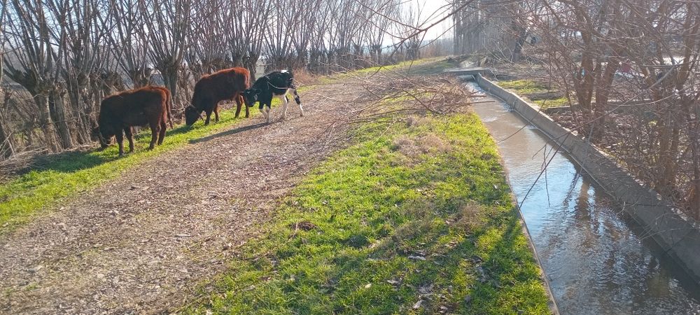 Buka tumanida chorva uchun nunjanlangan uy sotiladi 90 sotix