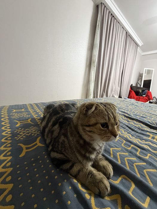 Продам вислоухого котенка