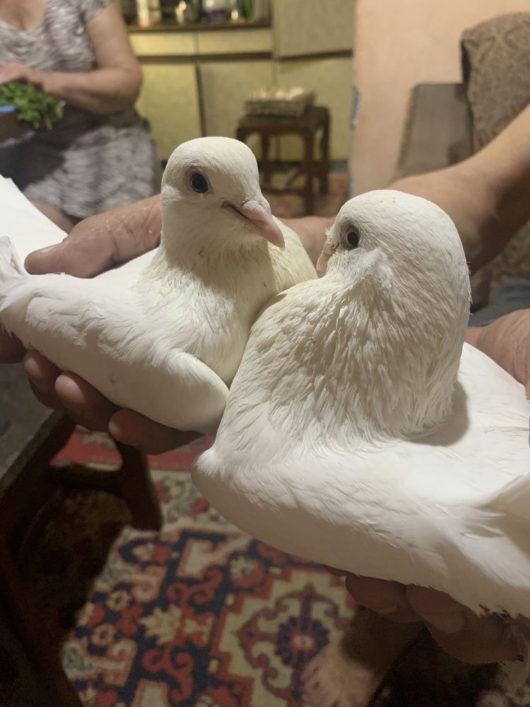 Белые голуби для торжеств на выпуск