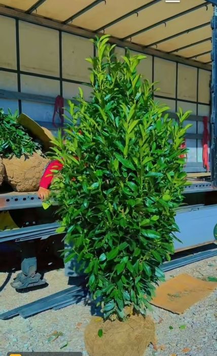 Vând plante ornamentale