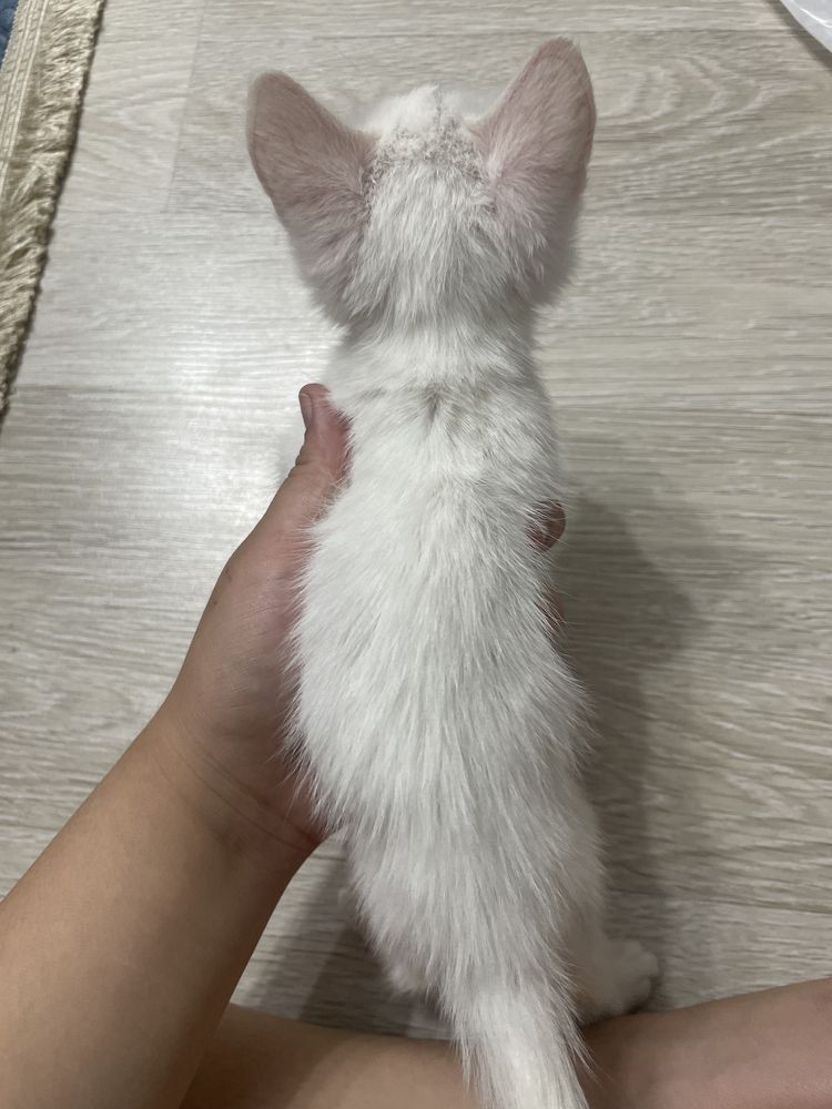 белый котёнок отдам бесплатно