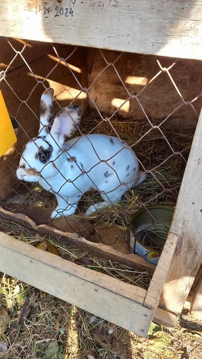 Iepurași de rasă rex pitic