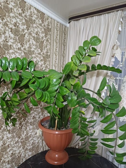 Продам денежное дерево высота примерно 1 метр цена 15000т