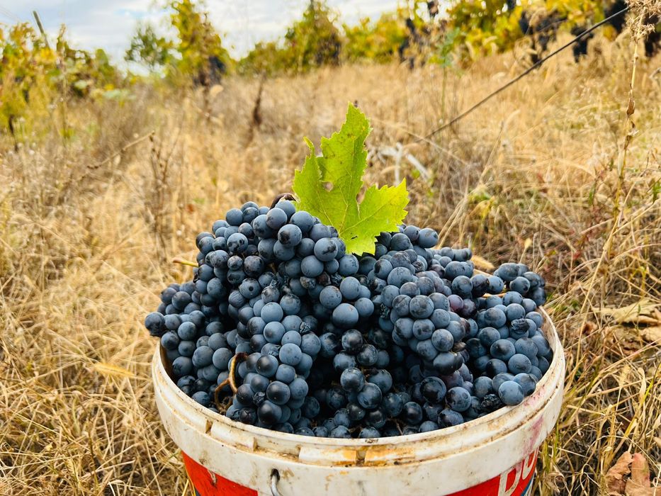 Struguri din soiul Merlot