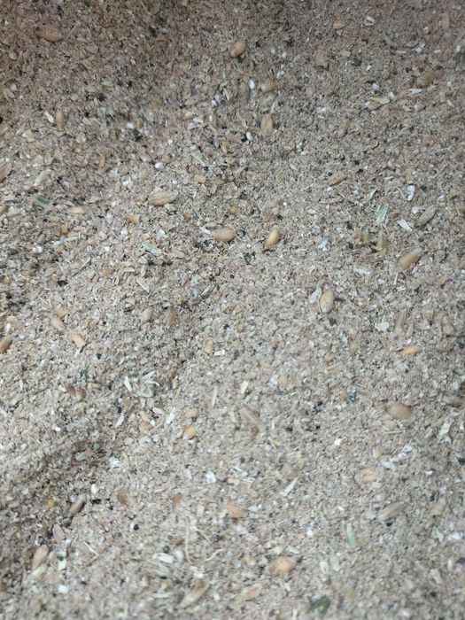 Тартылган бидай .кебек