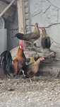 Familie gaini Phoenix