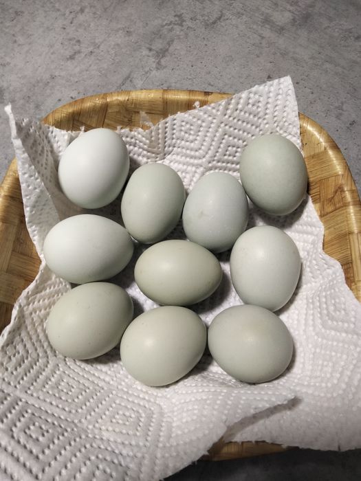 Vând ouă de găină