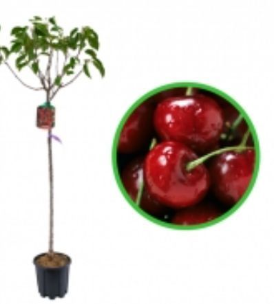 Pomi Fructiferi La Ghiveci (CIRES )