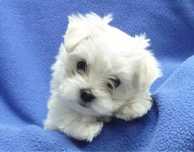 Bichon maltez baietel 800 lei superb