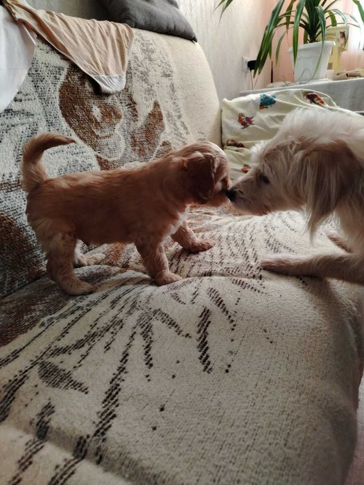 Продам очаровательного щенка породы "Мальтипу (Maltipoo)" .