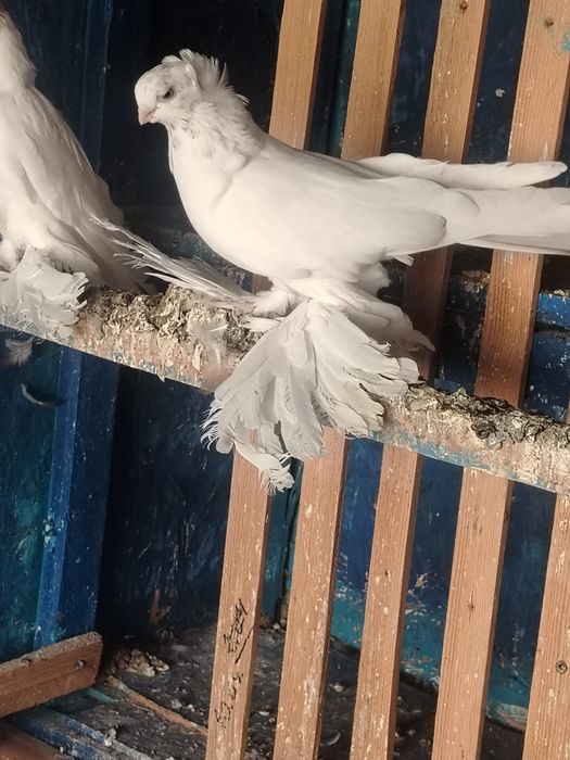 Продам голубей разных.