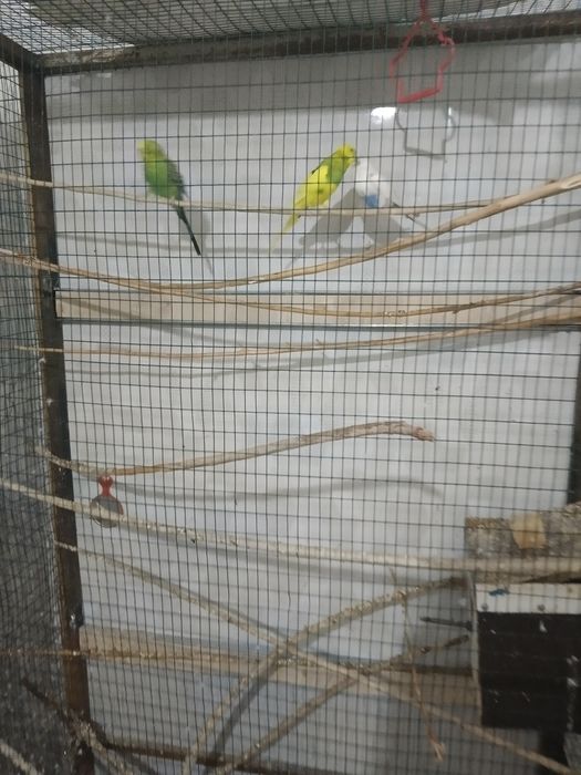 Продается клетка и папугай