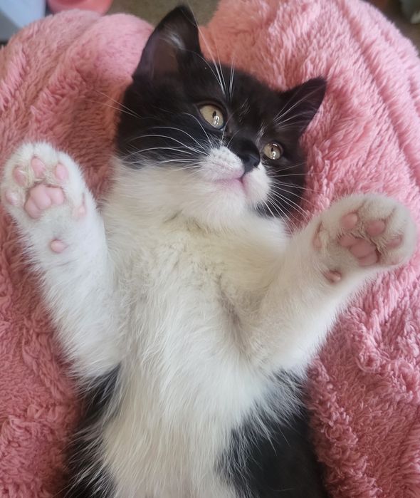 Продажа породистых  хулиганов