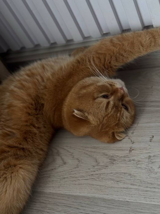 Кошка веслоухая