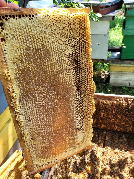 Vând miere Albine 100 %(Miere)