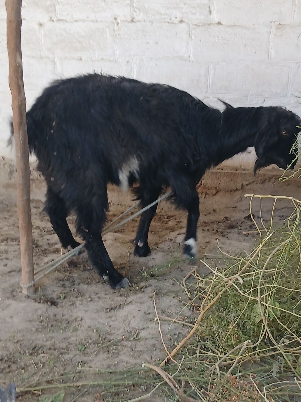 Echki sotiladi urgʻochi