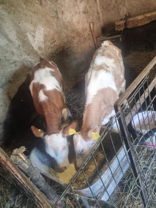 Vând junice încărcate de 3 luni și de 2 luni