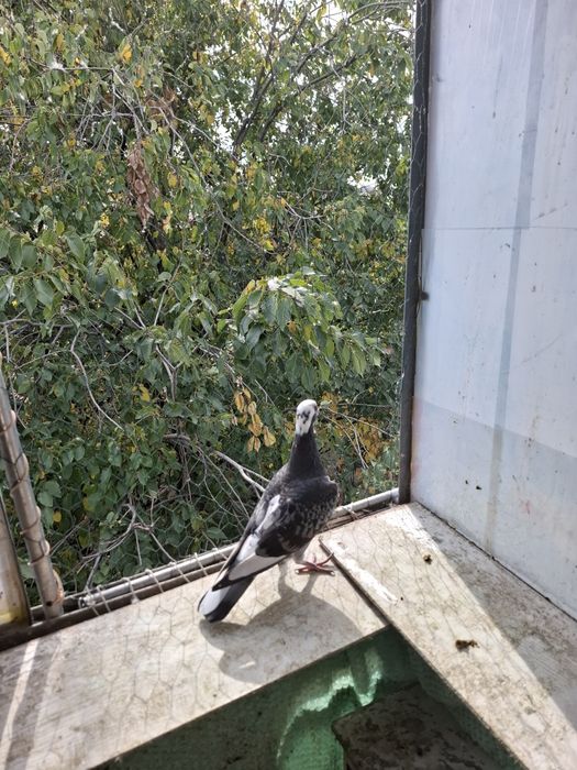 Vând porumbei voiajori sport