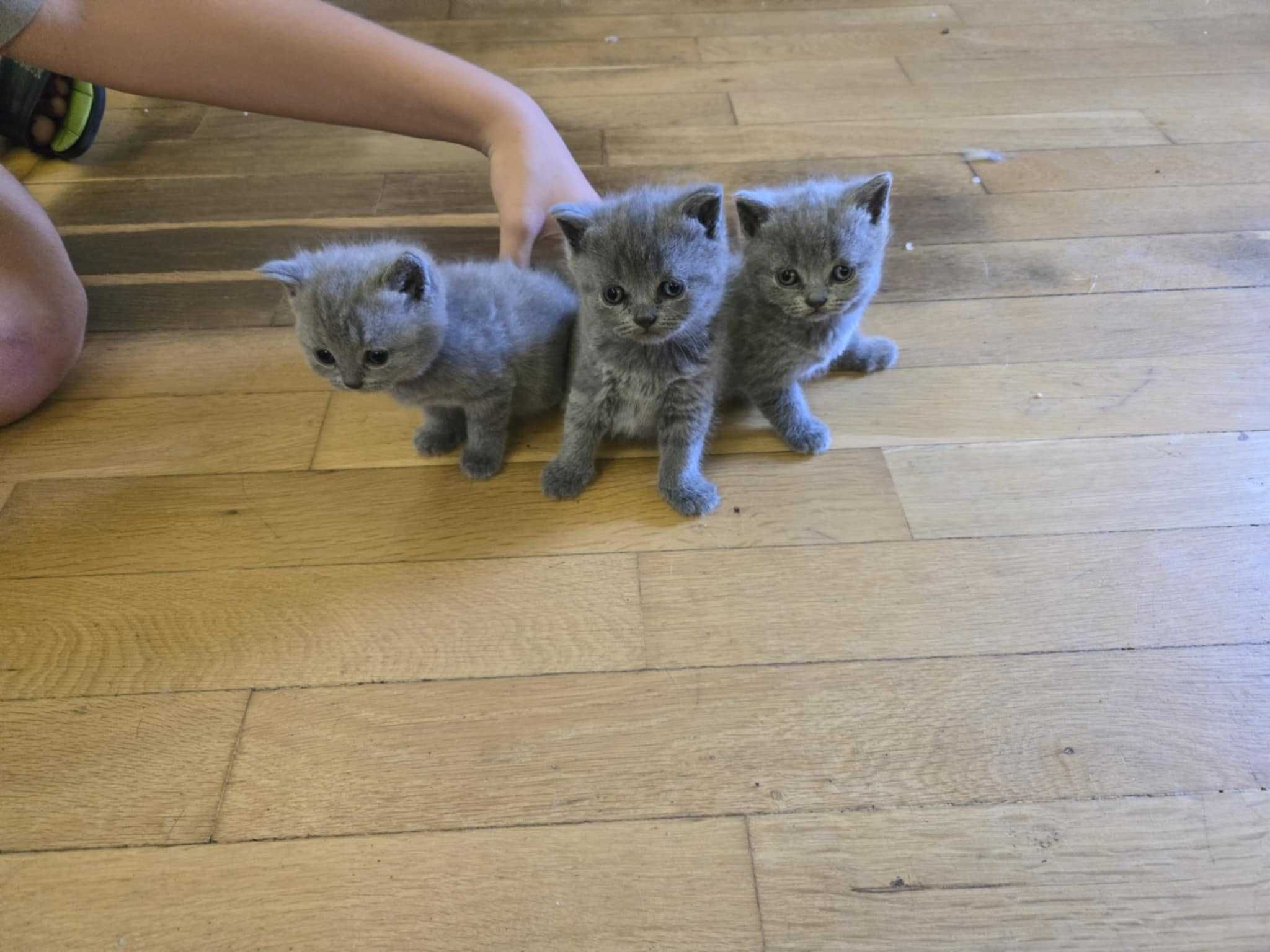 Британска котка,Британски котета