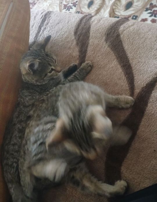 Отдам котят 2 месяца