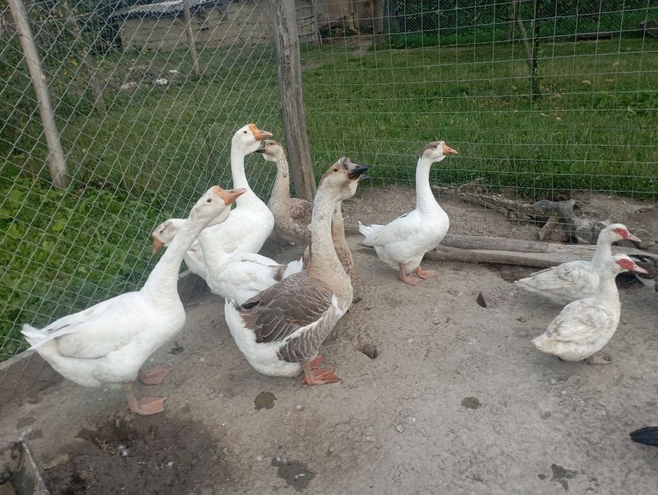 Gâște și rate leșești de casa