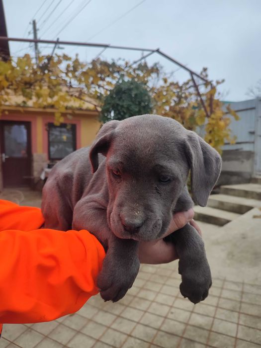 Cane corso rasa pura