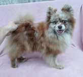 Asigur transport !!! Femela Pomeranian Merle Ciocolatiu cu Pedigree !!