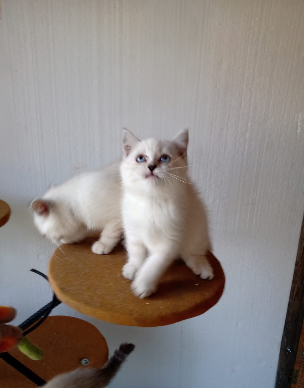 British Shorthair White Tabby  Elado