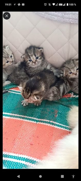 Британские котята