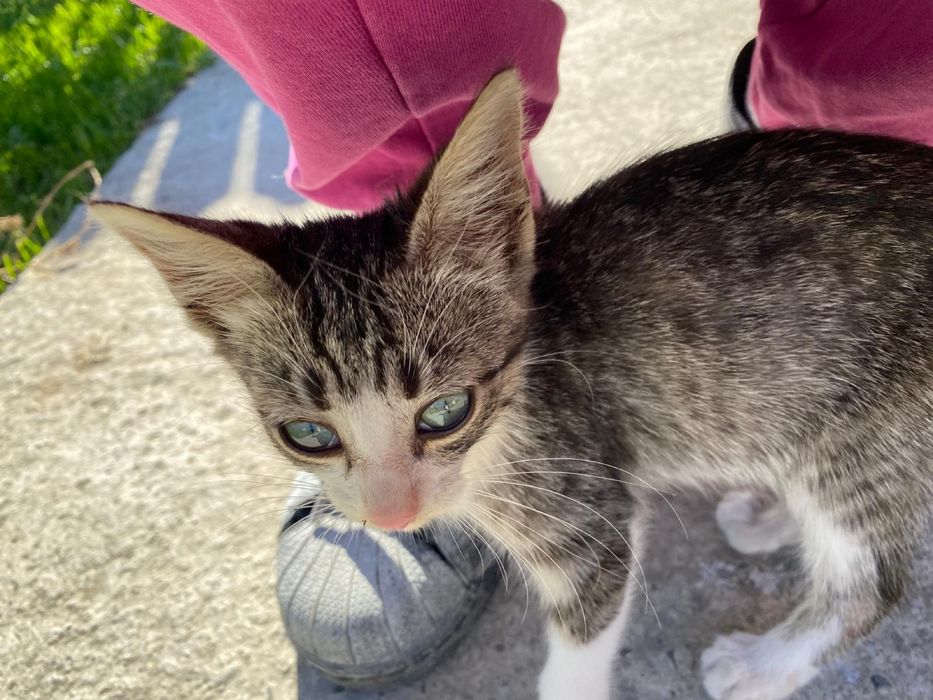 Ofer spre adoptie pui pisica