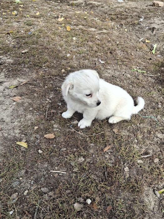 Donez / dau spre adopție cățelușa