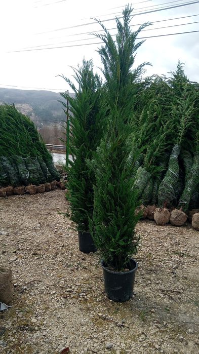 Laur englezesc novita photinia Red Robin