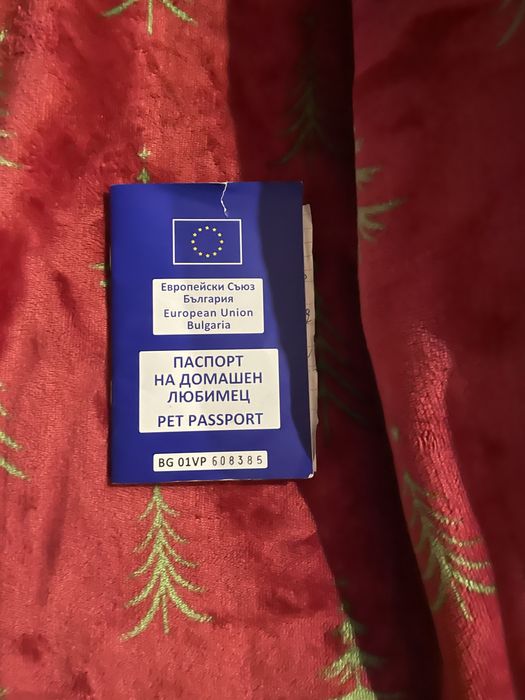 Домашен любимец мъжко куче Лаборадор-Питбул микс