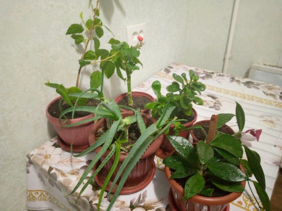 Продаются комнатные растения