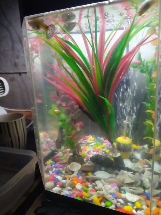 Продам аквариум на 30литров