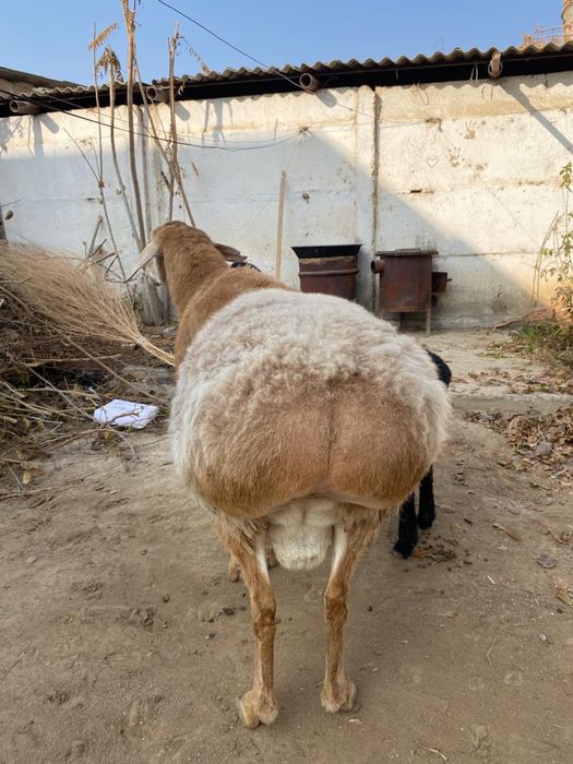 Кошкар Гулевер линии — 90 см рост, отличная племенная линия.