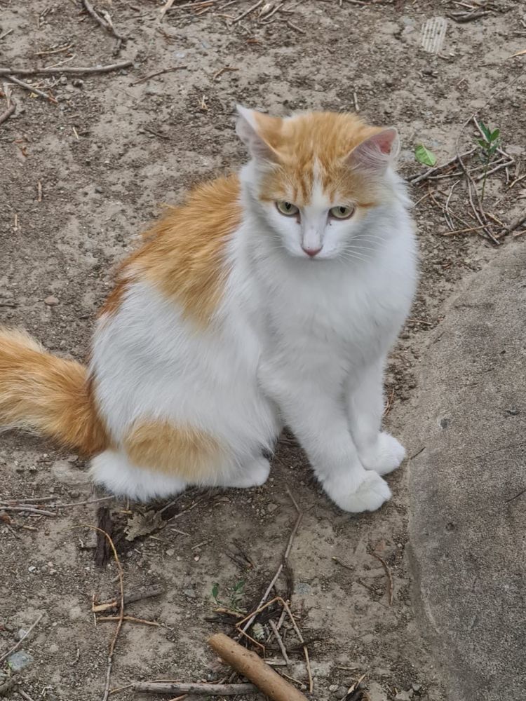 Кошечка ищет дом