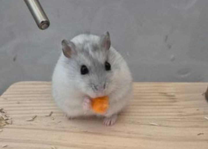 Vând hamsteri sirieni și siberieni