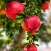 Rodiu punica granatum