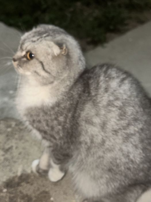 Шотландская кошка спокойная, нежная и застенчивая. Очень любит уют.